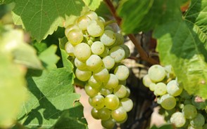 Dreifacher Riesling-Erfolg