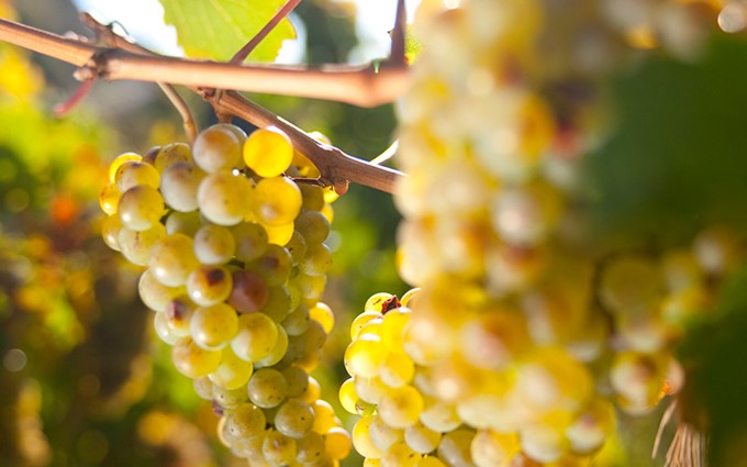 weingut-kallfelz-mosel-8